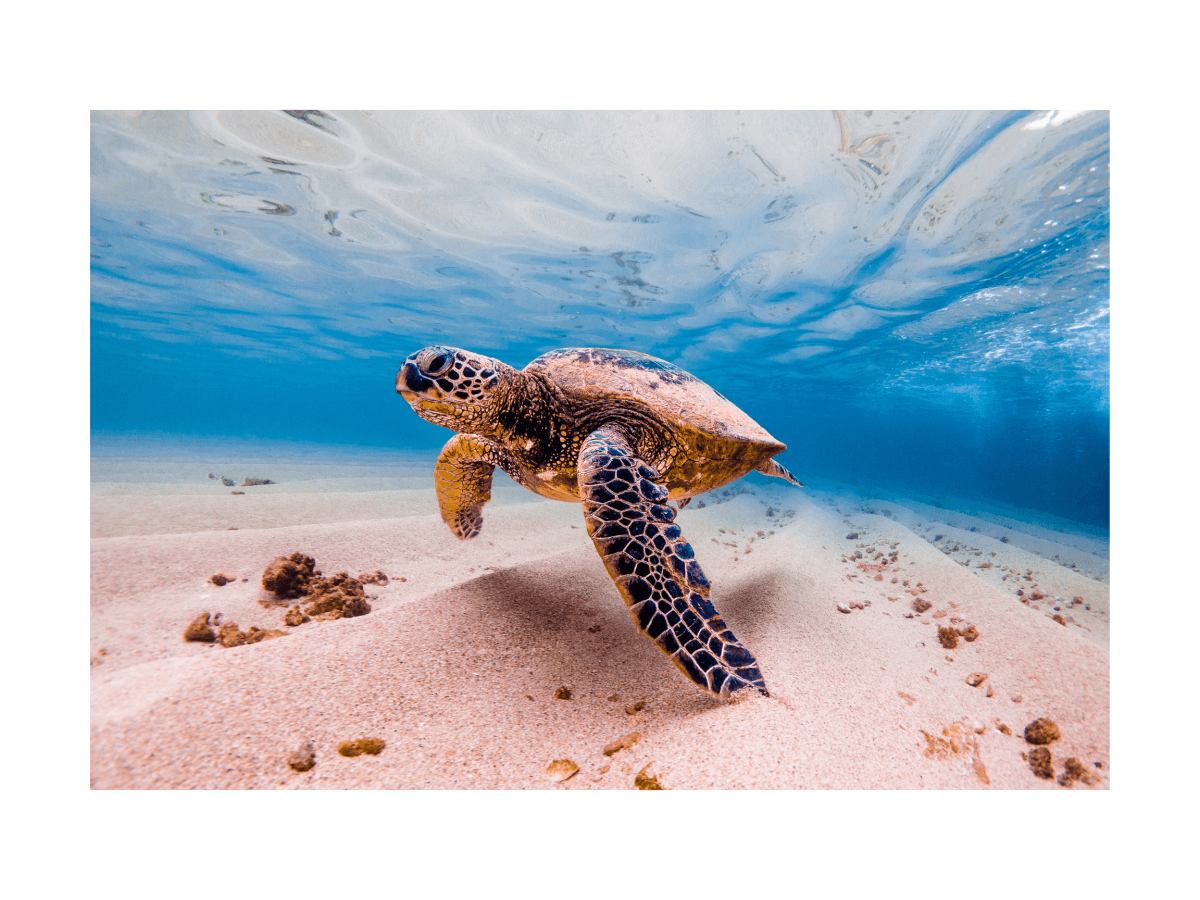 A powerful underwater shot of a plastic straw lodged in the