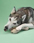 BetterBone MEDIUM Durability CHEW TOY - Zero Waste Outlet