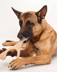 BetterBone MEDIUM Durability CHEW TOY - Zero Waste Outlet