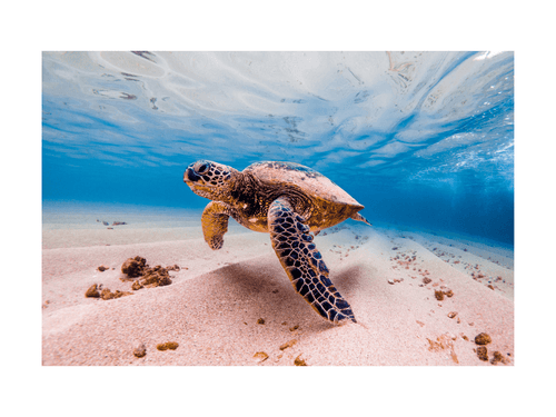 https://zerowasteoutlet.com/cdn/shop/articles/how-you-can-save-the-turtles-and-reduce-plastic-pollution-in-the-ocean-654563_500x.png?v=1667380201