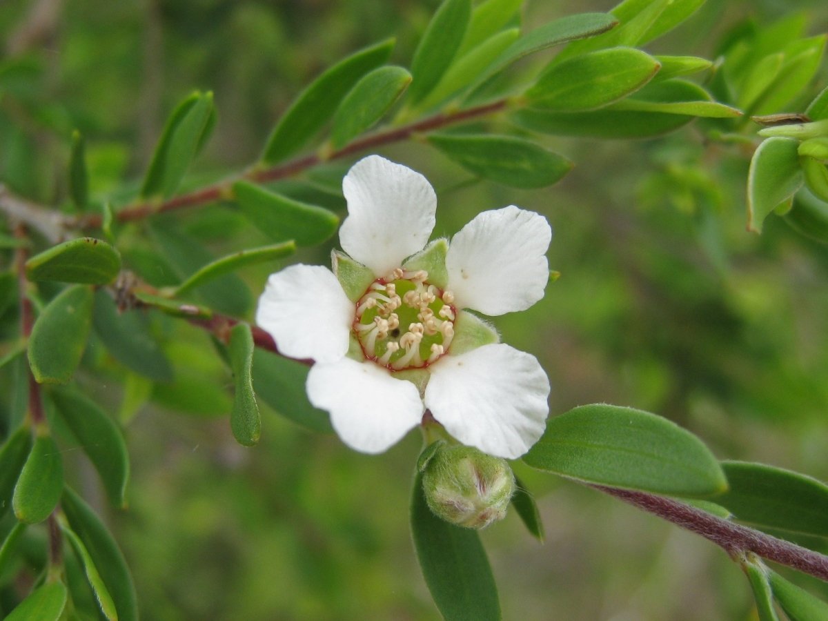 Tea Tree Plant