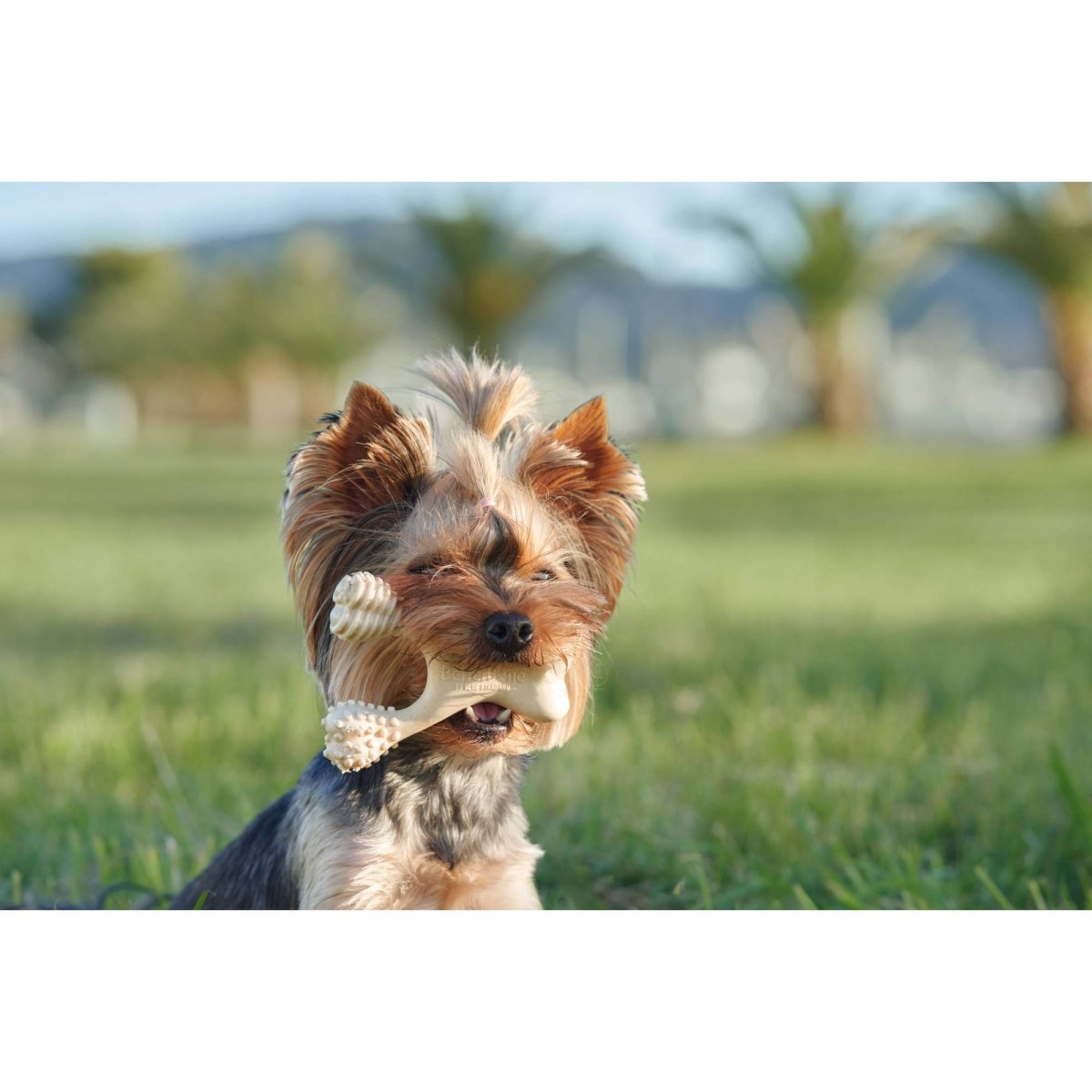 BetterBone HARD CHEW TOY - Zero Waste Outlet