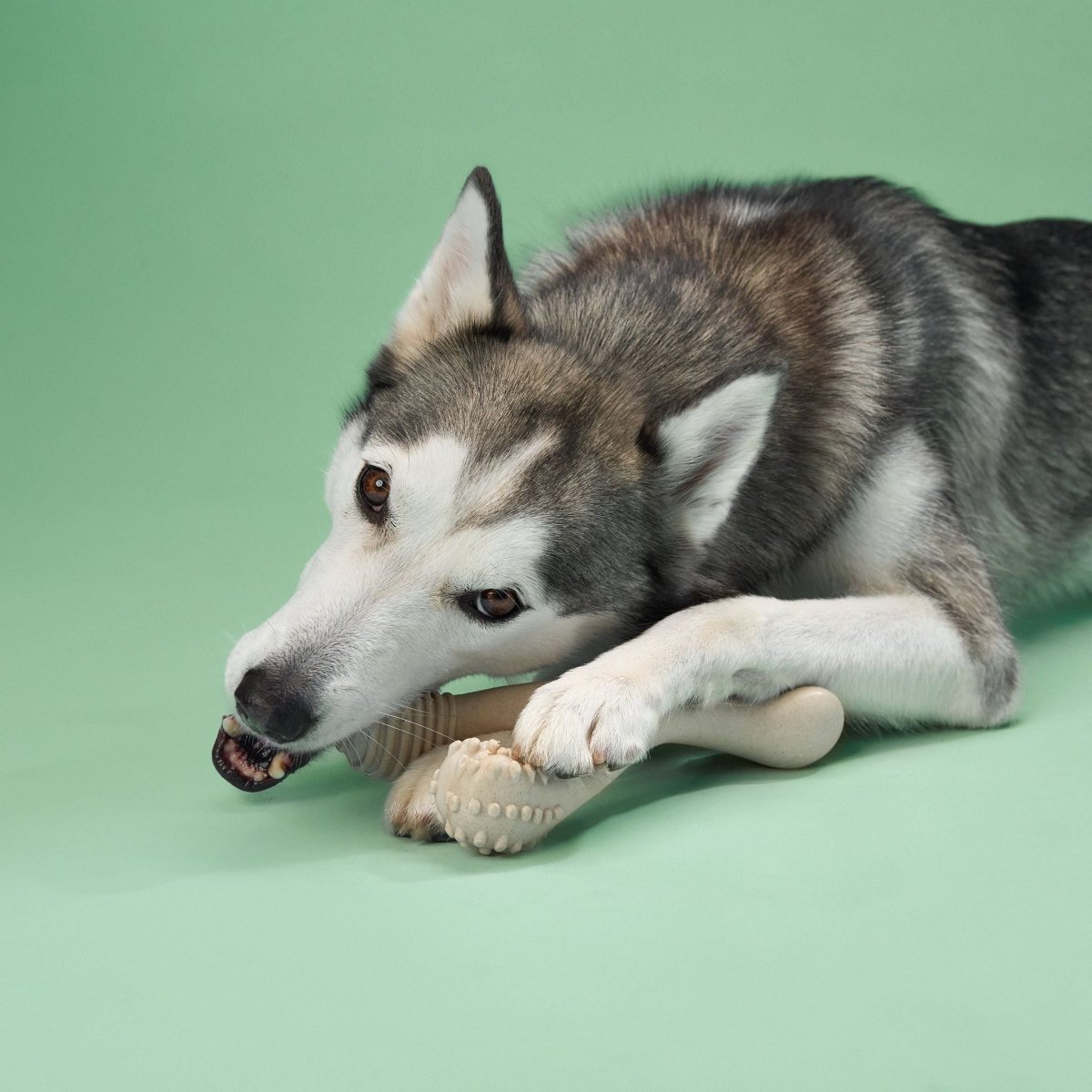 BetterBone MEDIUM Durability CHEW TOY - Zero Waste Outlet