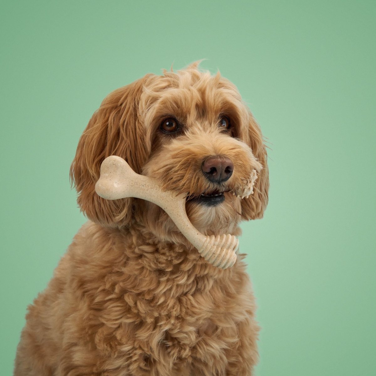 BetterBone MEDIUM Durability CHEW TOY - Zero Waste Outlet