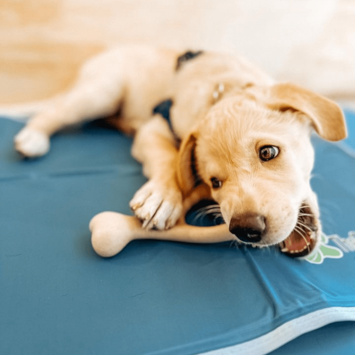 BetterBone SOFT Durability CHEW TOY - Zero Waste Outlet
