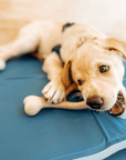 BetterBone SOFT Durability CHEW TOY - Zero Waste Outlet