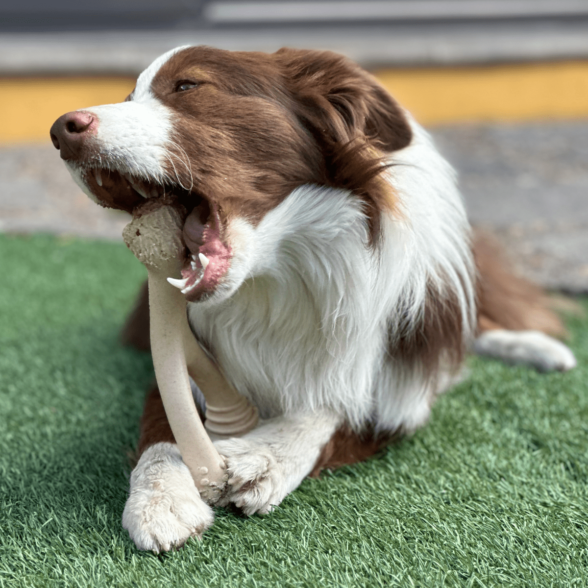 BetterBone SOFT Durability CHEW TOY - Zero Waste Outlet