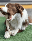 BetterBone SOFT Durability CHEW TOY - Zero Waste Outlet
