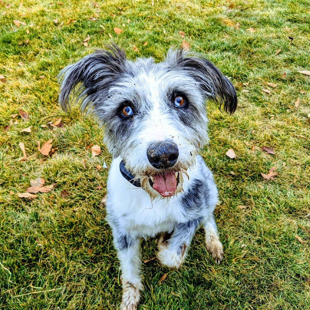 Pet Shampoo Bar - All Natural - Zero Waste Outlet